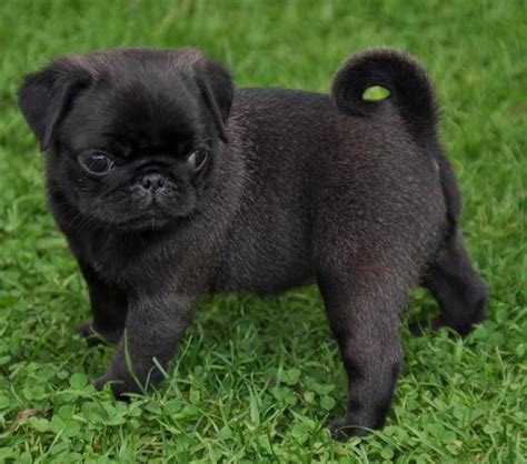 They will weigh between 13 and 17 pounds as a healthy adult. . Mops puppy for sale